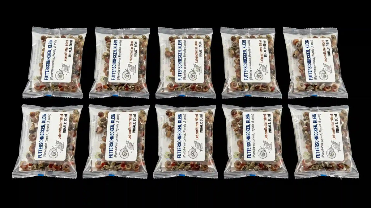 8x Erbsenkugelfische - Monotretus travancoricus + 10x Futterschnecken