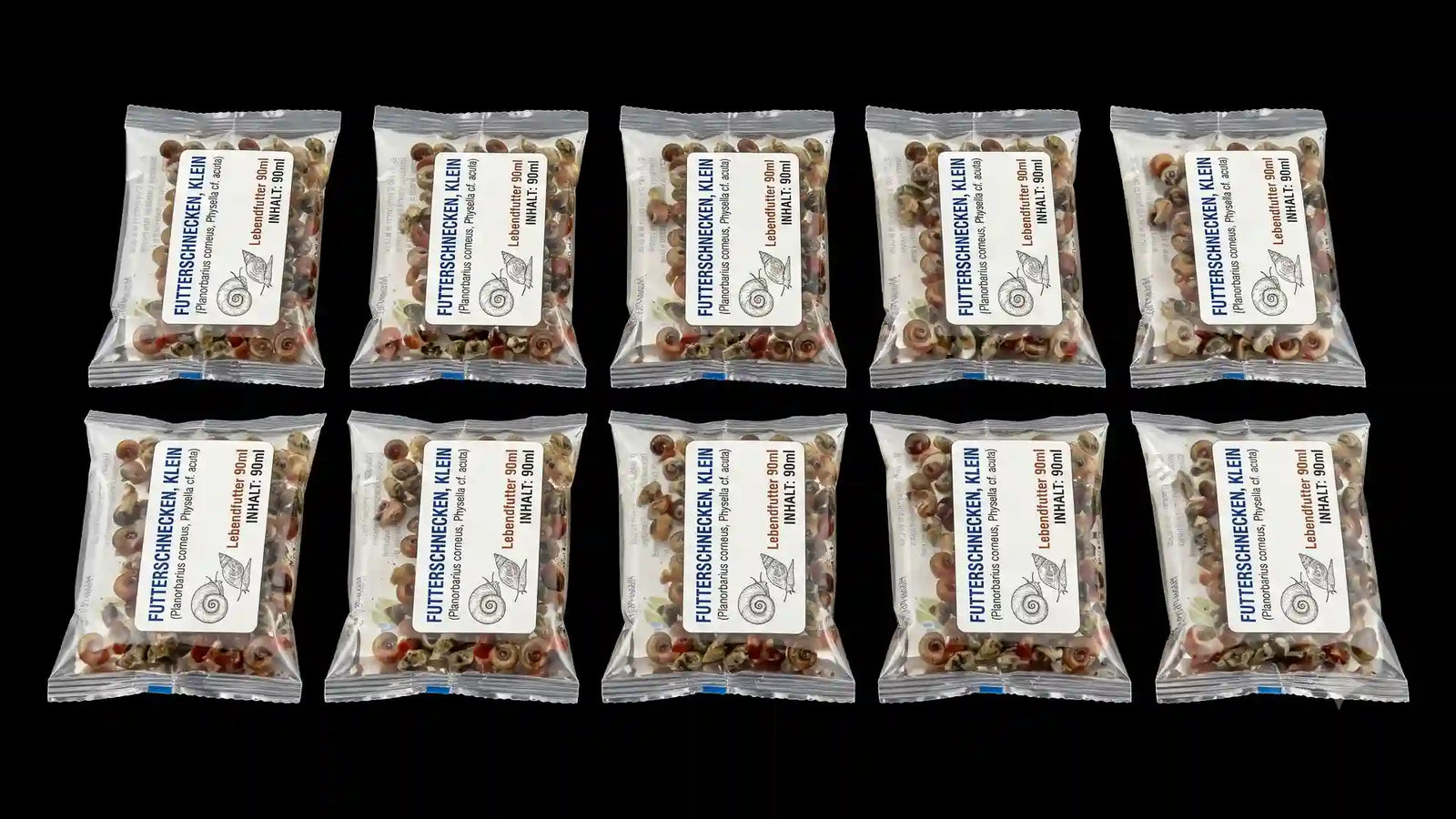 8x Erbsenkugelfische - Monotretus travancoricus + 10x Futterschnecken