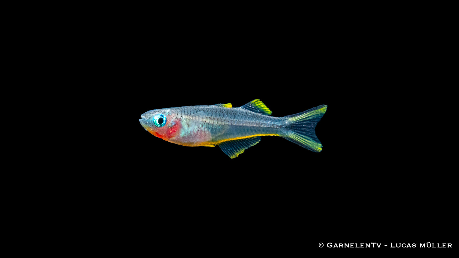 Gabelschwanz Blauauge Pseudomugil furcatus im Aquarium