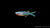 Gabelschwanz Blauauge Pseudomugil furcatus im Aquarium