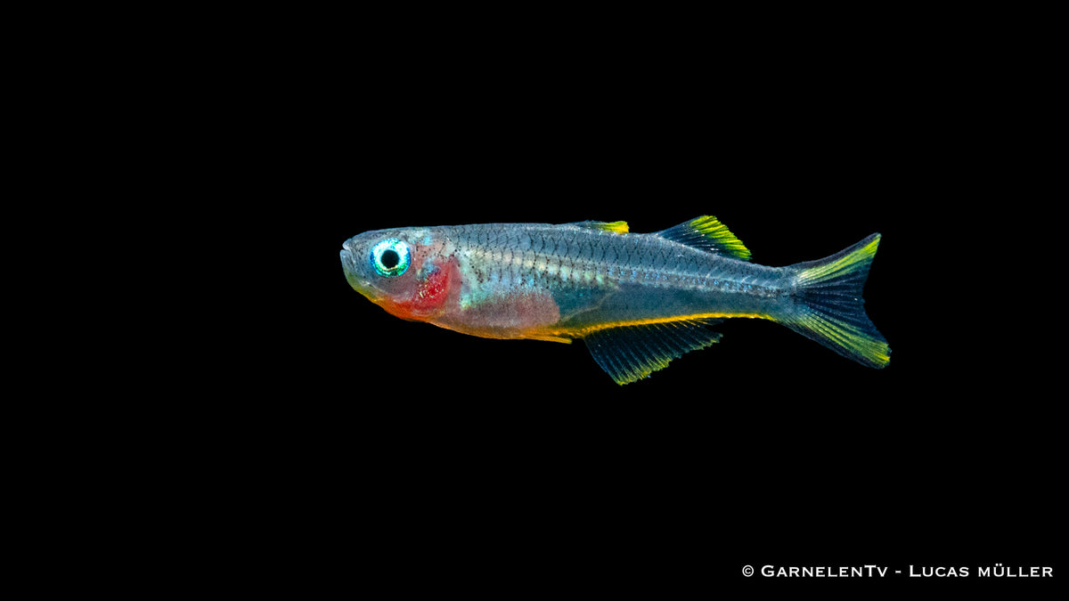 Pseudomugil furcatus mit leuchtend blauen Augen und Gabelschwanzflosse