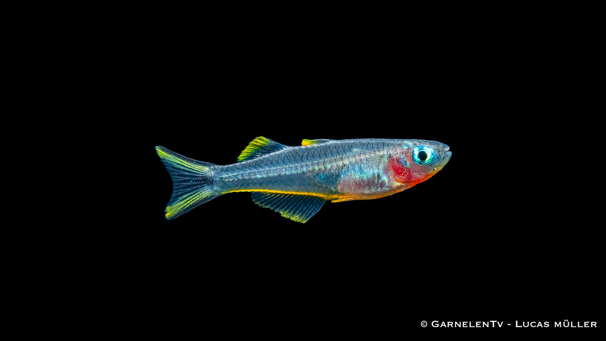 Gabelschwanz Blauauge schwimmend in einem bepflanzten Aquarium