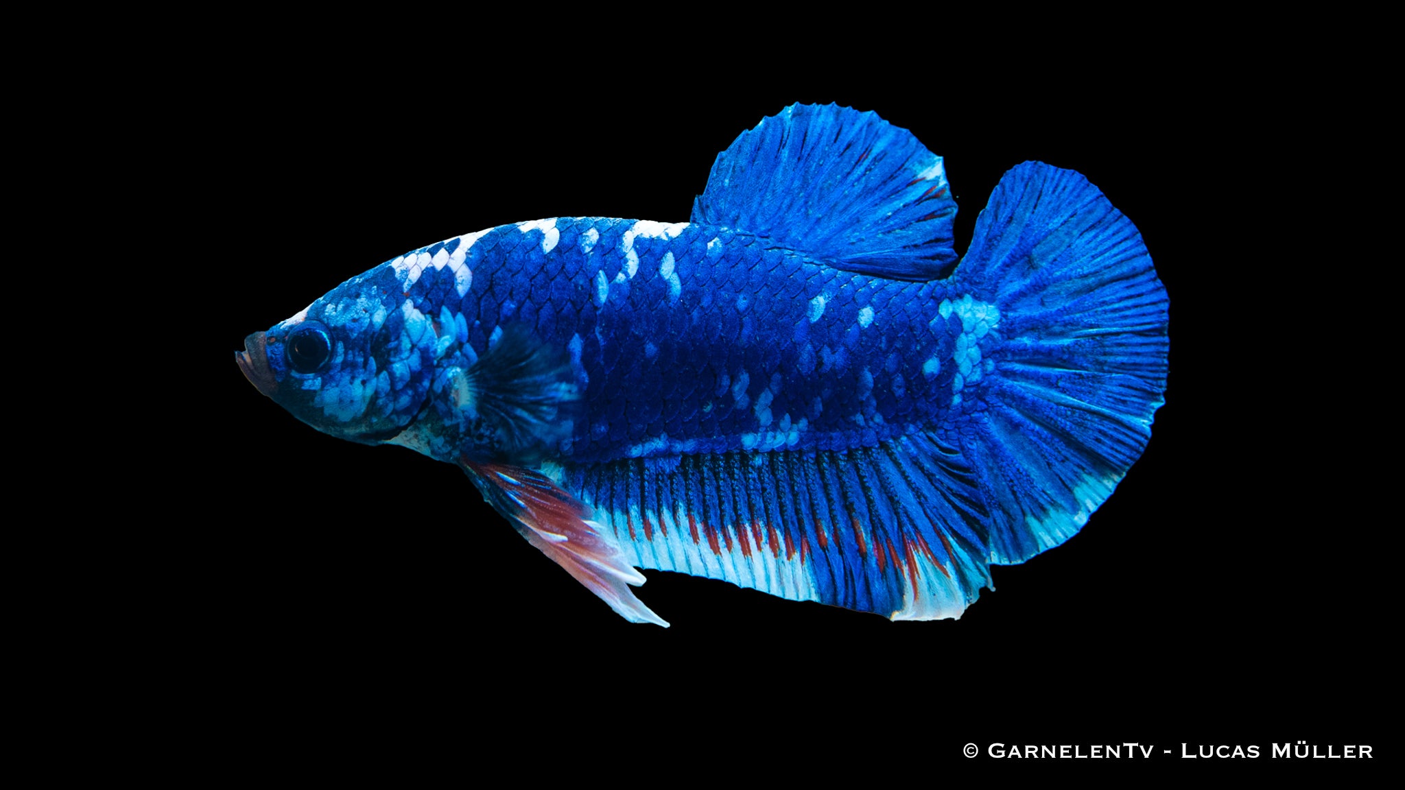 Kampffisch männlich koi galaxy plakat - Betta splendens