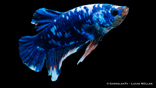 Kampffisch männlich koi galaxy plakat - Betta splendens