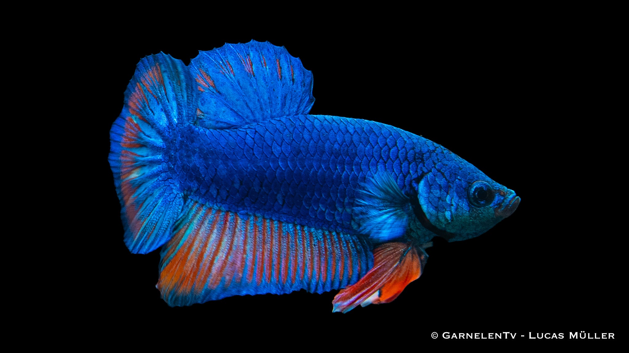 Kampffisch männlich koi galaxy plakat - Betta splendens