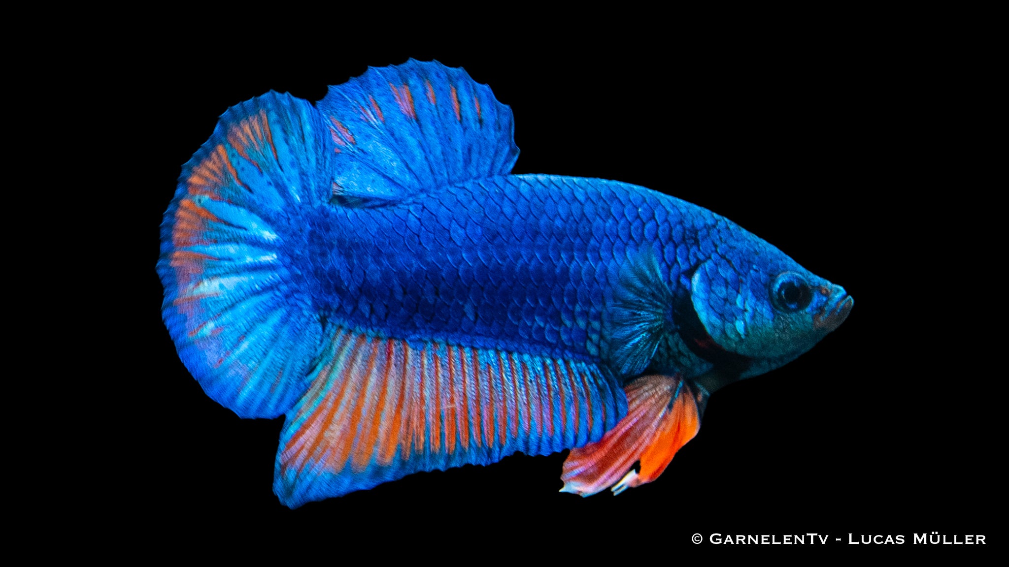 Kampffisch männlich koi galaxy plakat - Betta splendens