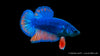 Kampffisch männlich koi galaxy plakat - Betta splendens