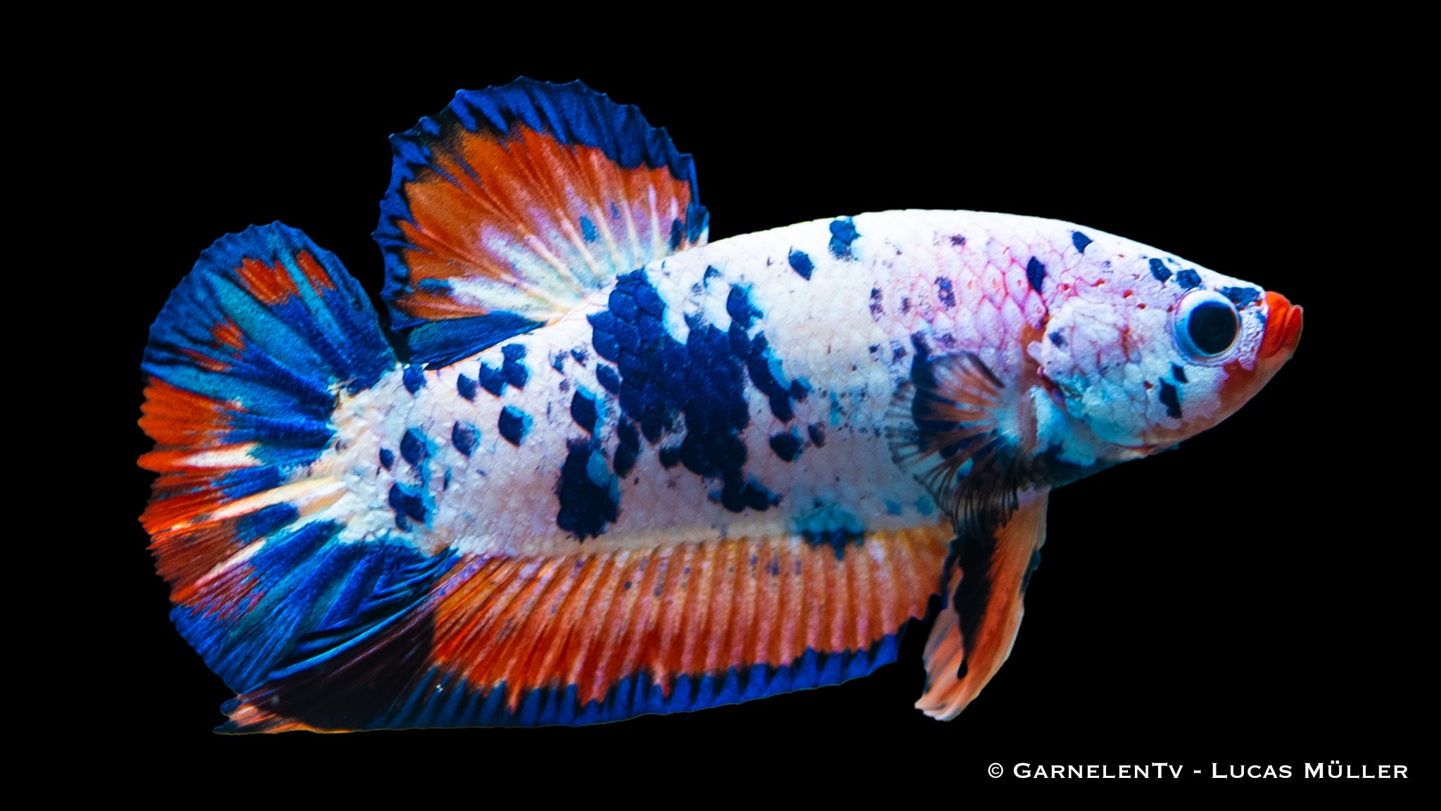 Kampffisch männlich koi galaxy plakat - Betta splendens