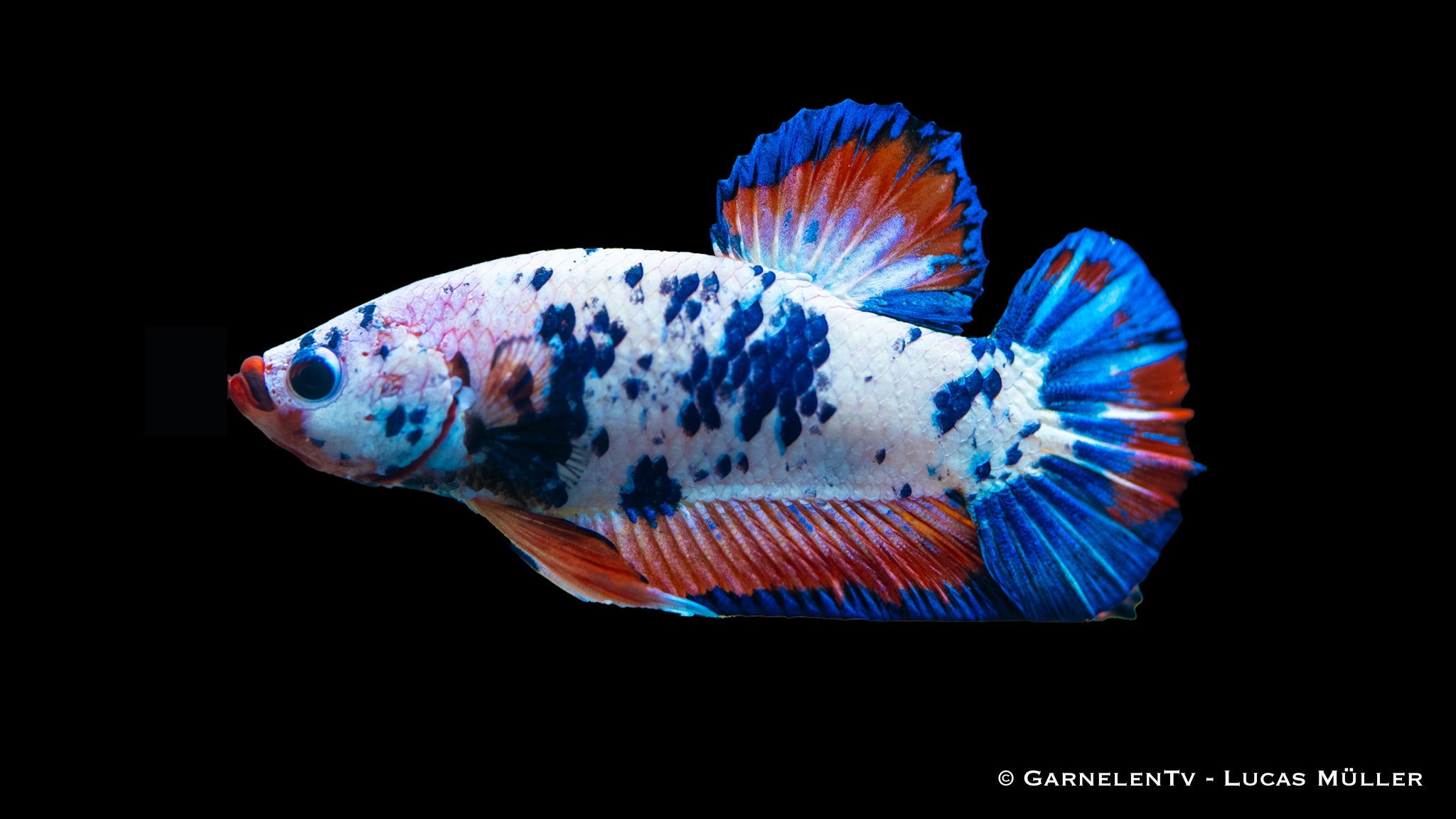 Kampffisch männlich koi galaxy plakat - Betta splendens