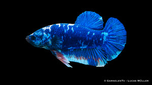 Betta splendens Kampffisch mit einzigartigem Muster