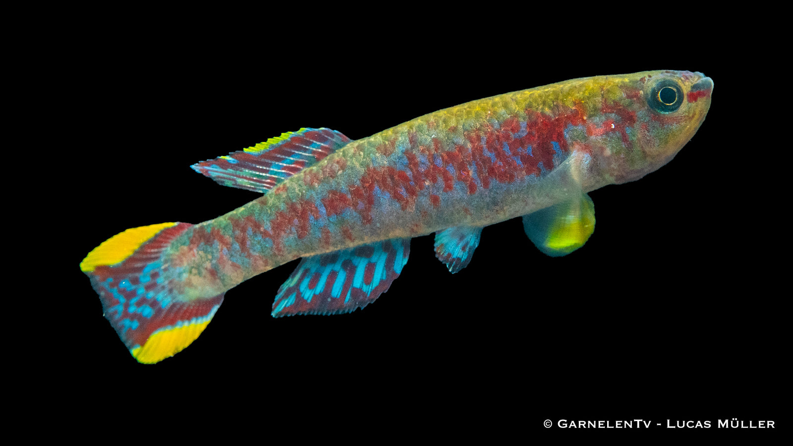 Gardners Prachtkärpfling – Fundulopanchax gardneri im Aquarium
