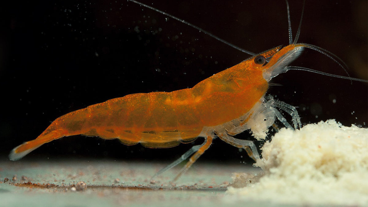 Orange Fire Garnele - Neocaridina davidi am fressen von Protein Futter.