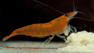 Orange Fire Garnele - Neocaridina davidi am fressen von Protein Futter.