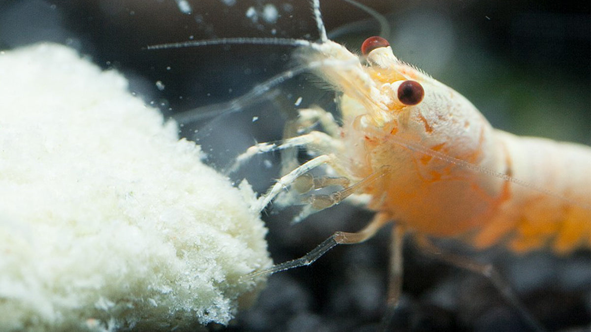 Snow White Bee Garnele - caridina am fressen von Mineralfutter