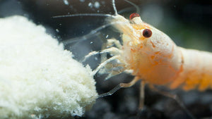 Snow White Bee Garnele - caridina am fressen von Mineralfutter