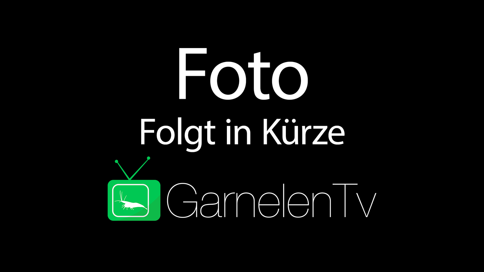 Schillerbärbling (Brachydanio albolineatus) swimming gracefully