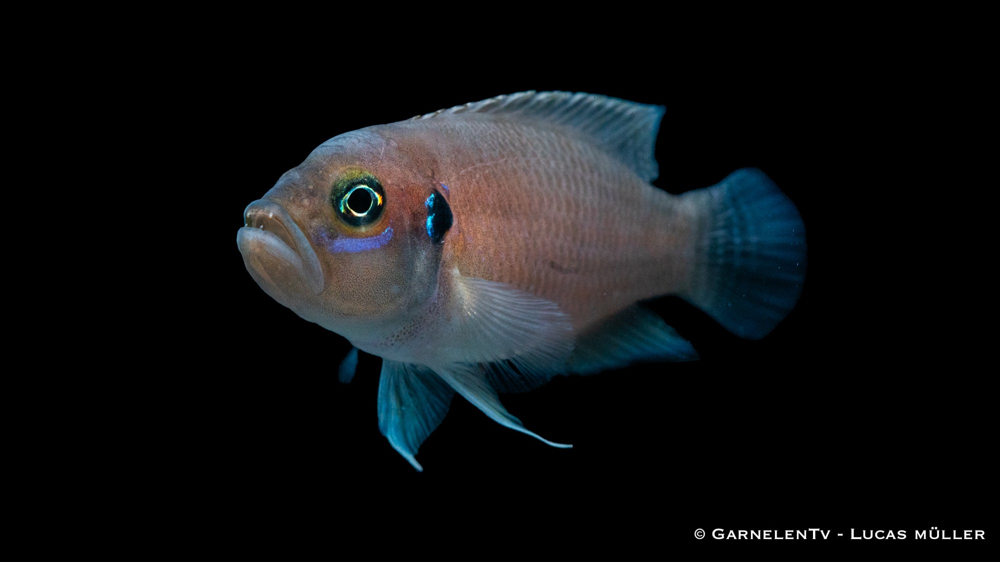 Gebänderter Schneckenbuntbarsch Neolamprologus brevis im Aquarium
