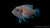 Gebänderter Schneckenbuntbarsch Neolamprologus brevis im Aquarium
