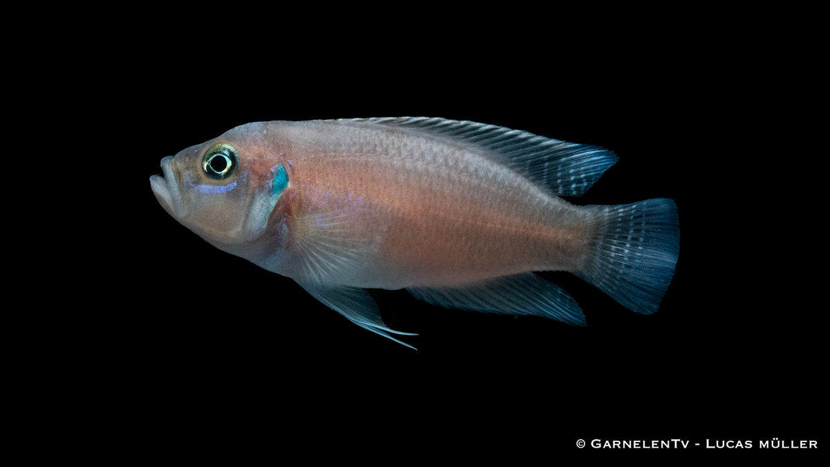 Neolamprologus brevis mit markanten Bändern auf dem Körper