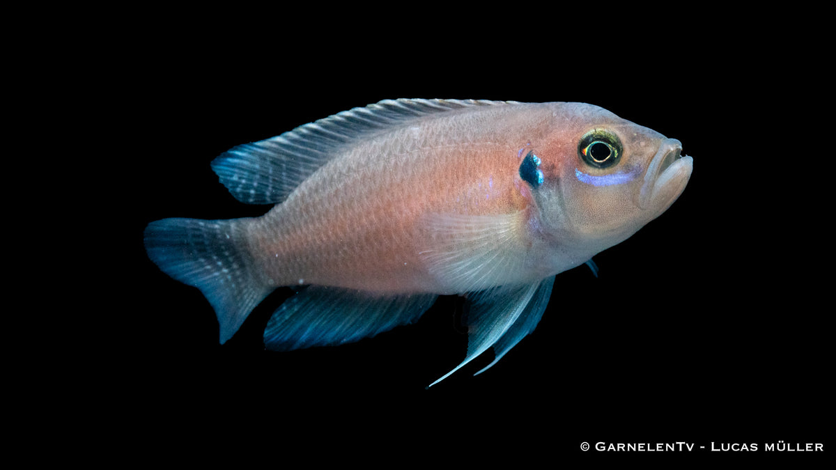 Schneckenbuntbarsch Neolamprologus brevis in seinem Schneckenhaus