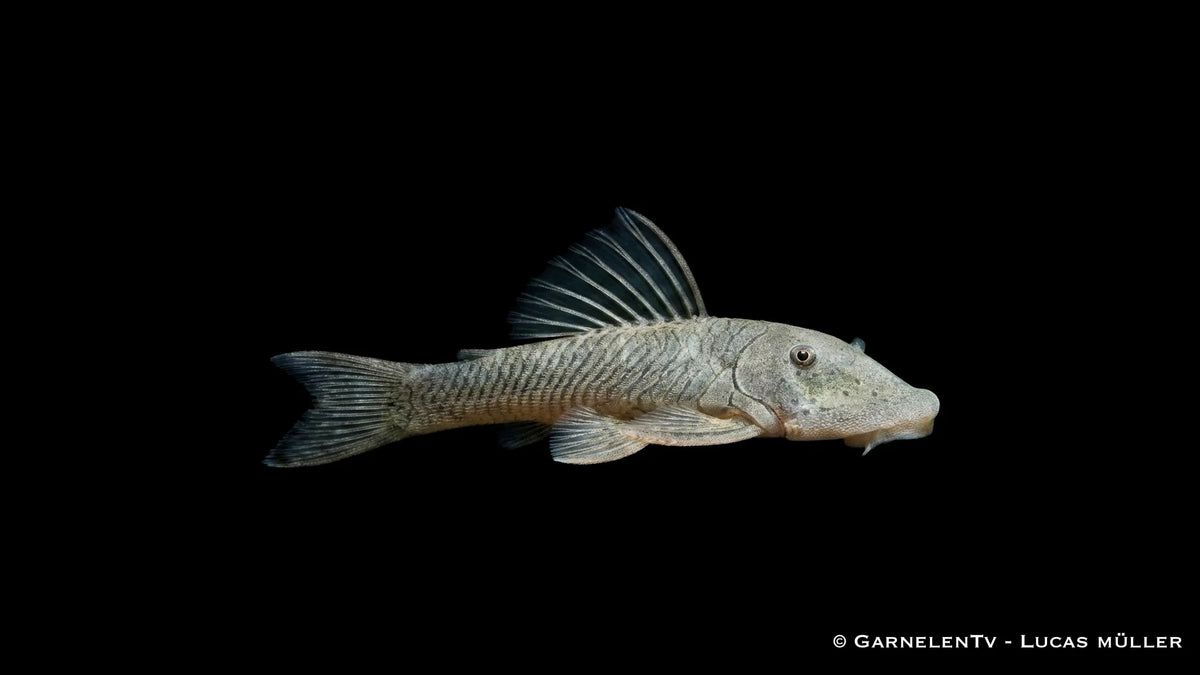 Gebirgsbachwels Chaetostoma thomasi mit kräftigem Körperbau und typischer Saugwelsform im Aquarium