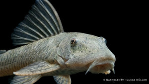 Gebirgsbachwels Chaetostoma thomasi mit kräftigem Körperbau und typischer Saugwelsform im Aquarium