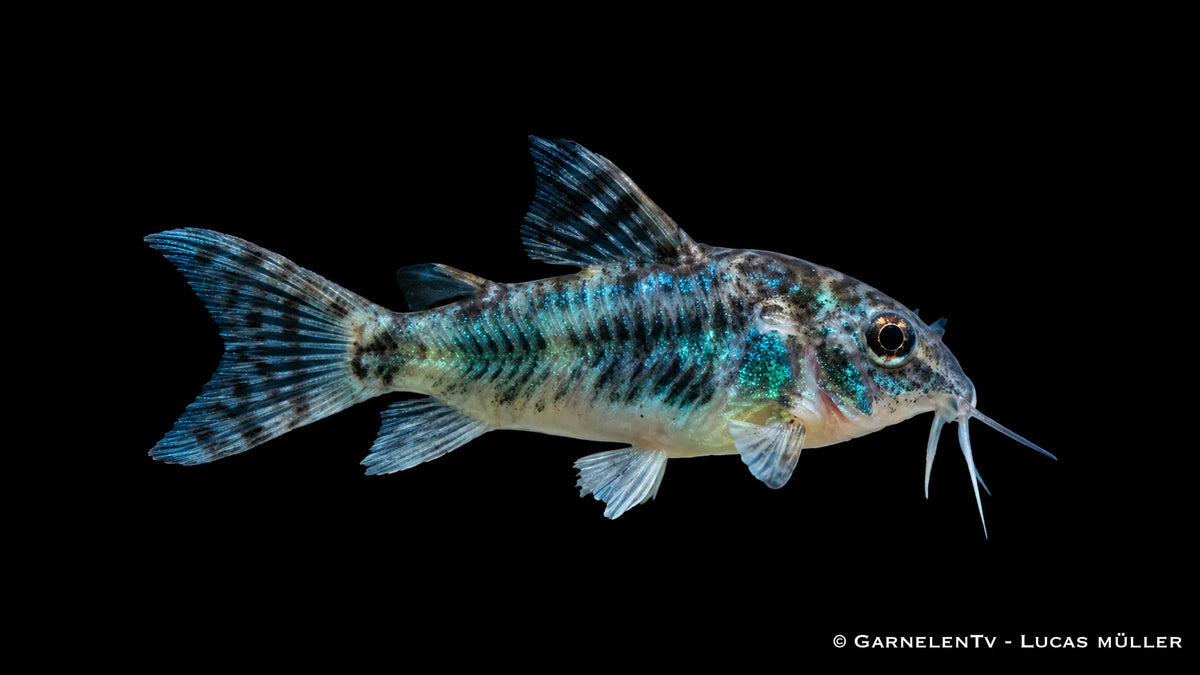 Gefleckter Panzerwels Corydoras paleatus im Aquarium