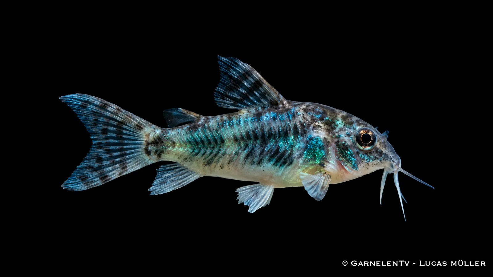 Gefleckter Panzerwels Corydoras paleatus im Aquarium