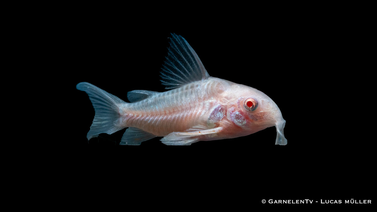 Albino Panzerwels Corydoras paleatus bei der Futtersuche im Aquarium