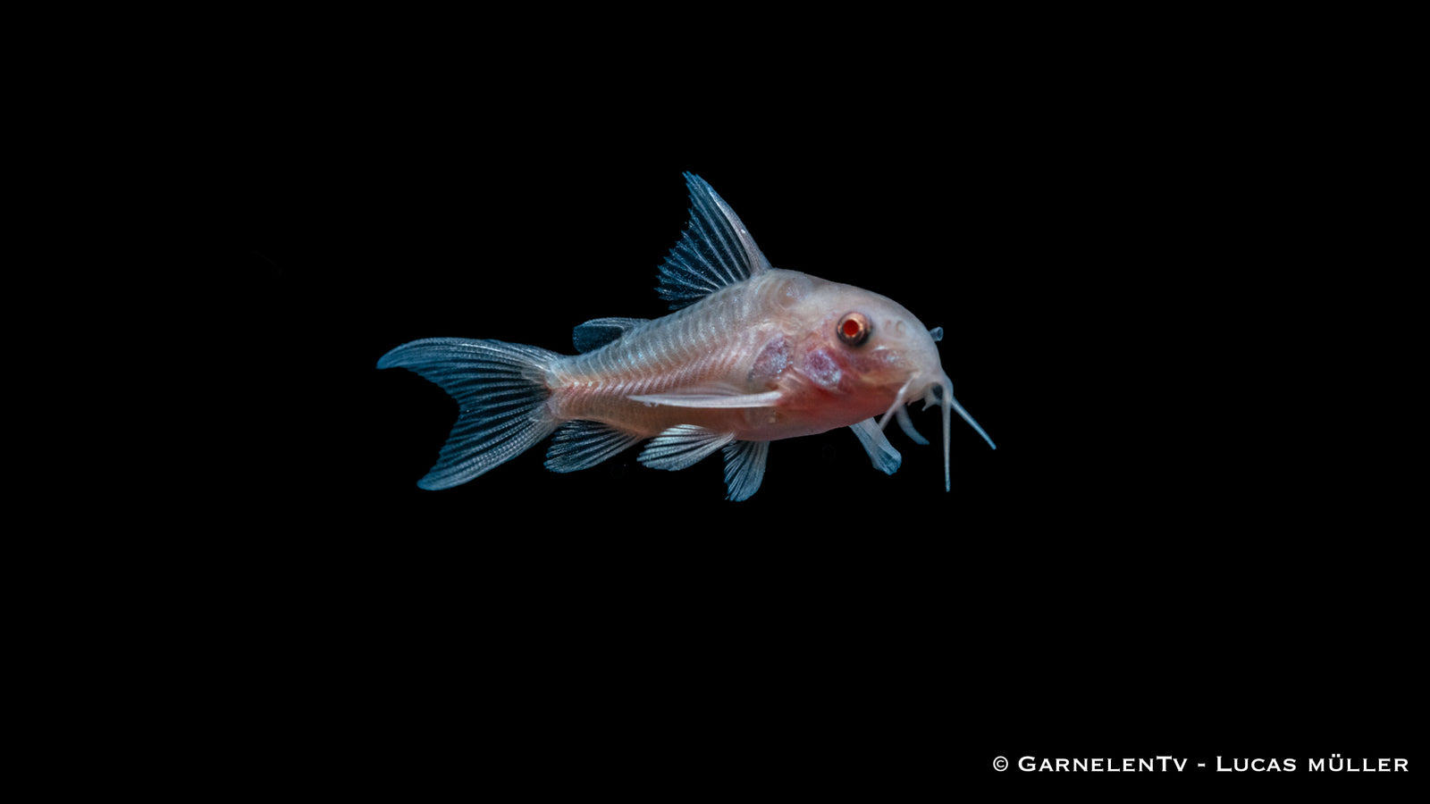 Gefleckter Panzerwels Albino Corydoras paleatus im Aquarium