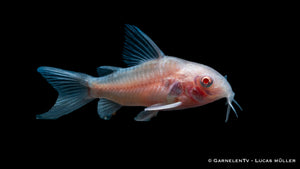 Corydoras paleatus Albino mit weißen und orangefarbenen Flecken