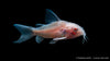 Corydoras paleatus Albino mit weißen und orangefarbenen Flecken