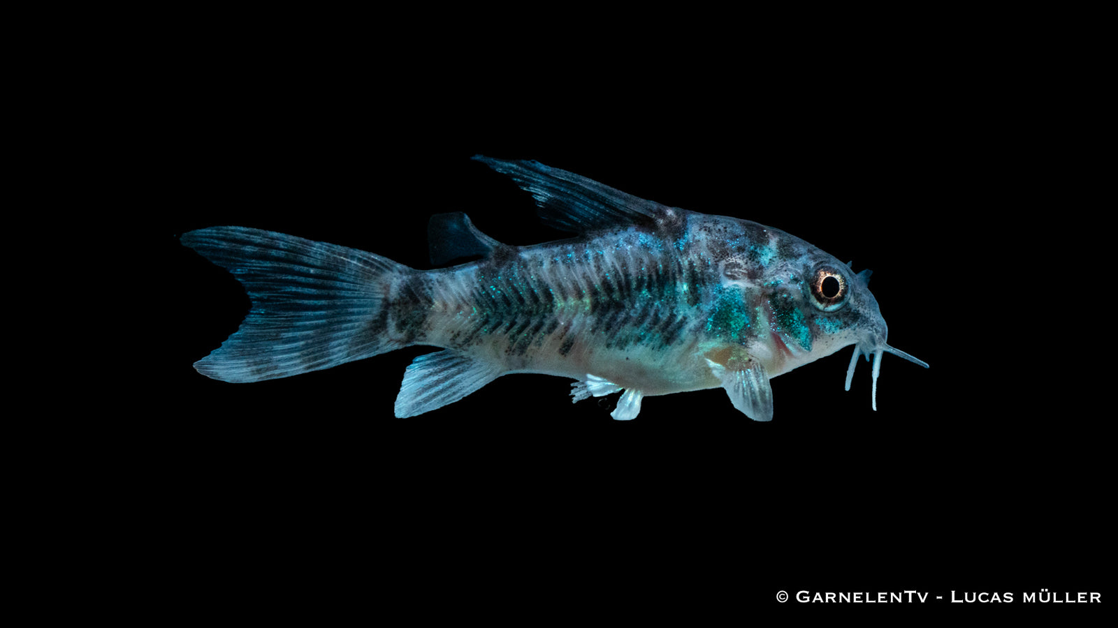Gefleckter Panzerwels Corydoras paleatus im Aquarium