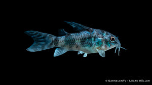 Gefleckter Panzerwels Corydoras paleatus im Aquarium