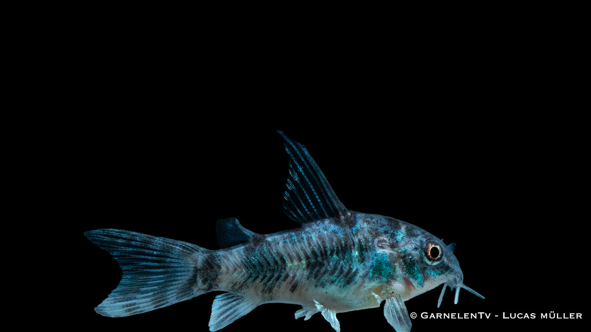 Corydoras paleatus mit markanten dunklen Flecken auf hellem Körper