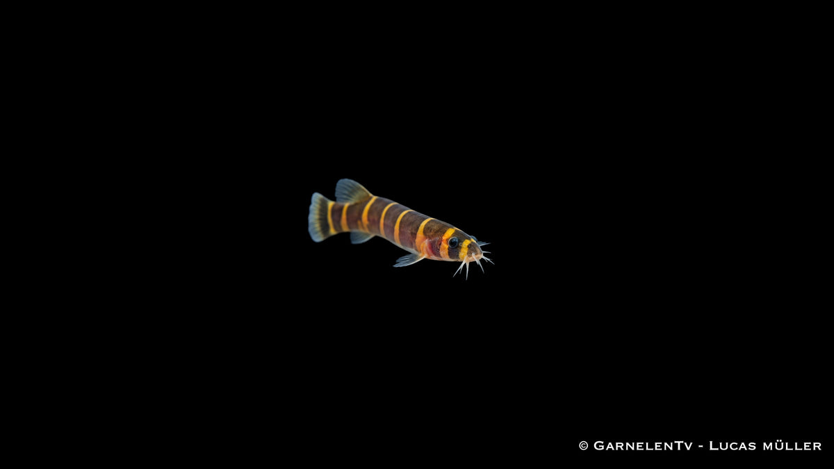 Geflecktes Dornauge - Pangio kuhli