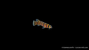 Geflecktes Dornauge - Pangio kuhli