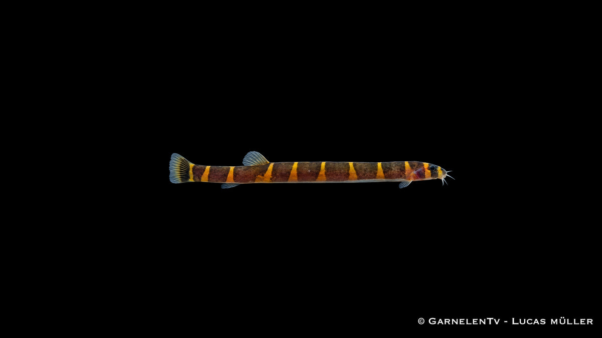 Geflecktes Dornauge - Pangio kuhli