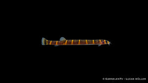 Geflecktes Dornauge - Pangio kuhli