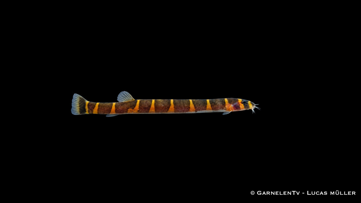 Geflecktes Dornauge - Pangio kuhli
