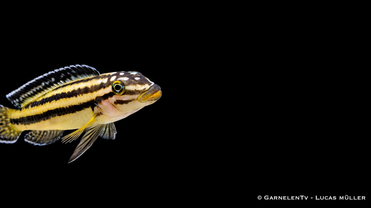 Julidochromis marksmithi mit gelb blauer Zeichnung auf Felsstruktur im Aquarium