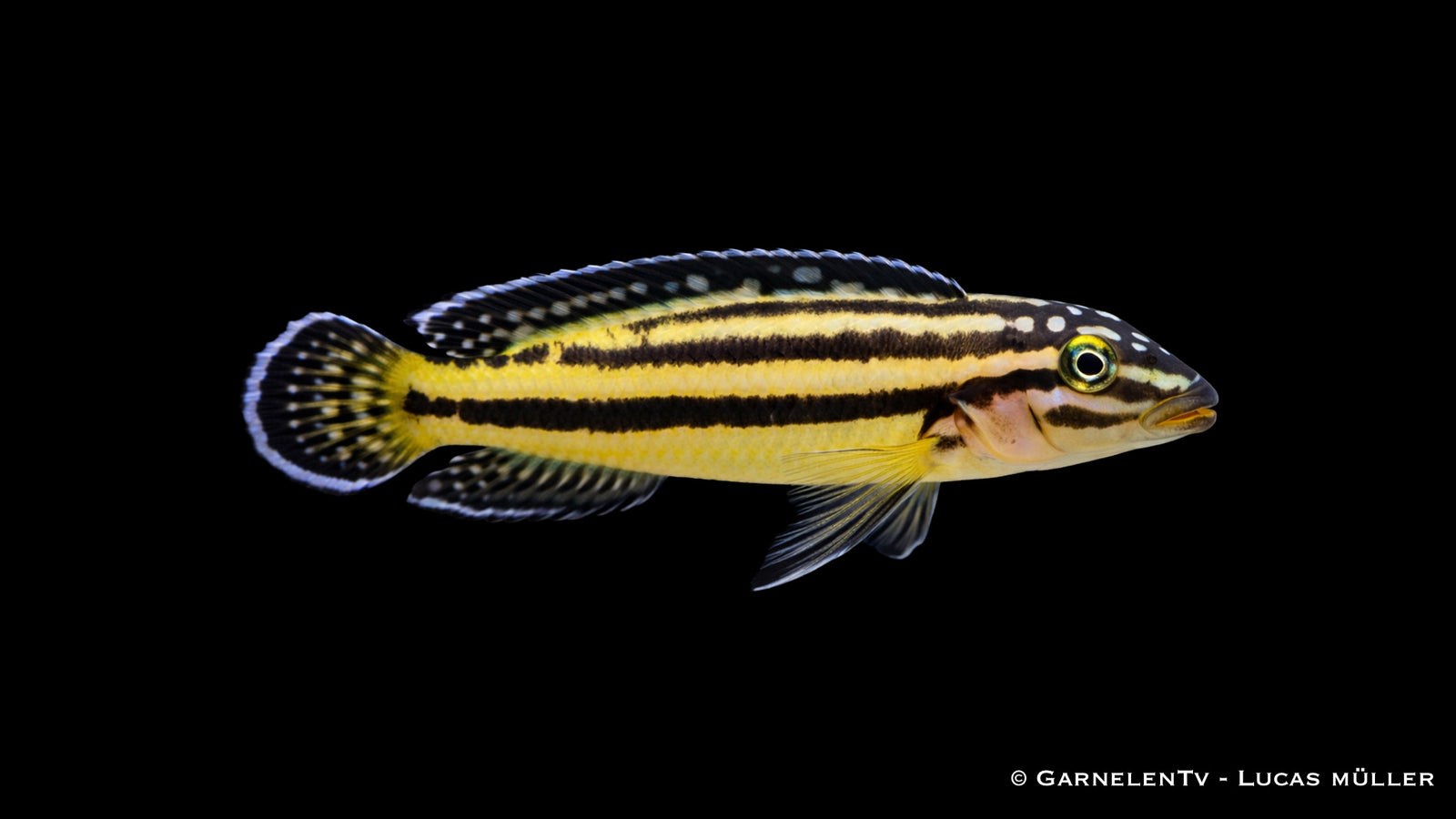 Detailaufnahme eines Julidochromis marksmithi mit klarer Linienzeichnung und kräftigen Farben