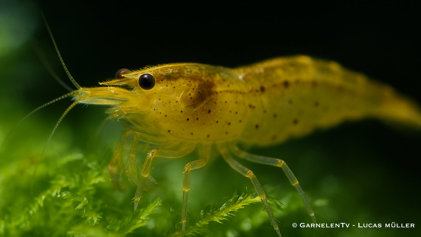 Gelbe Amanogarnele goldige Amano