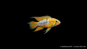 Gelber Zwergbuntbarsch Opal Apistogramma borellii mit leuchtender Färbung und feinen blauen Akzenten im Aquarium
