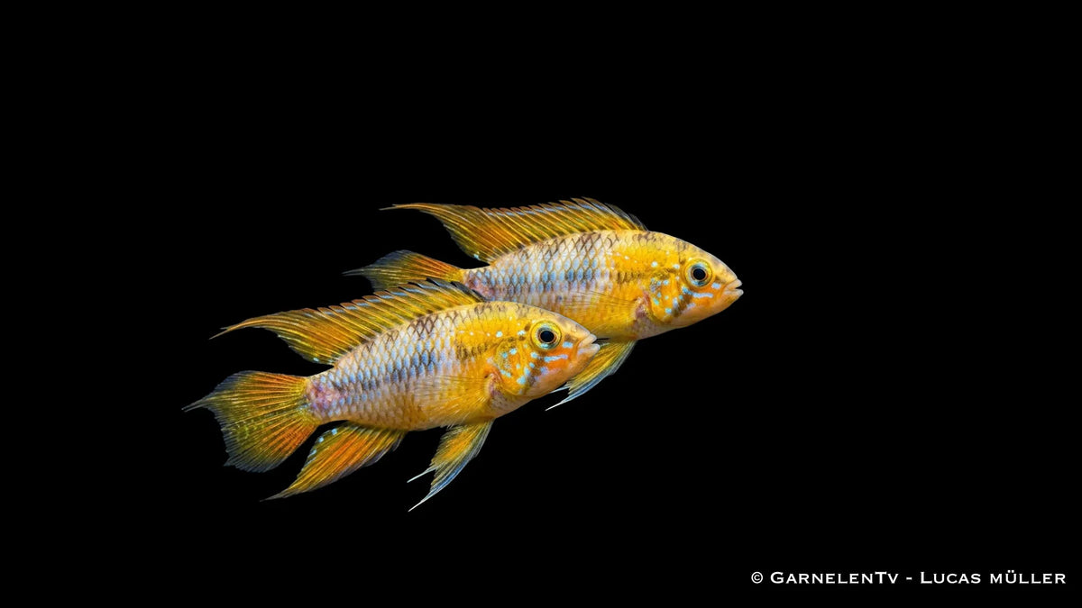 Gelber Zwergbuntbarsch Opal im Aquarium mit ruhiger Haltung, schimmernden Flossen und natürlichem Erscheinungsbild