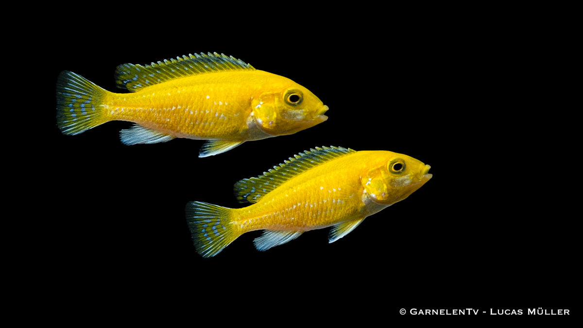 Gelber Maulbrüter Labidochromis Yellow