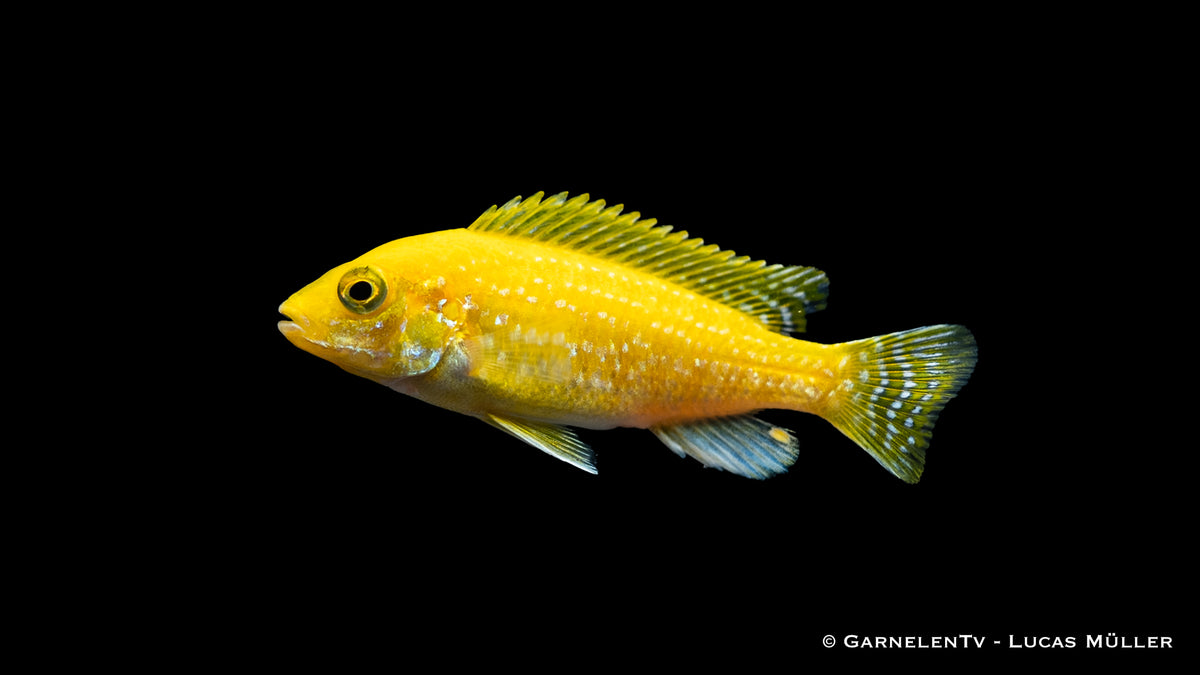 Labidochromis caeruleus Aquarium Fisch