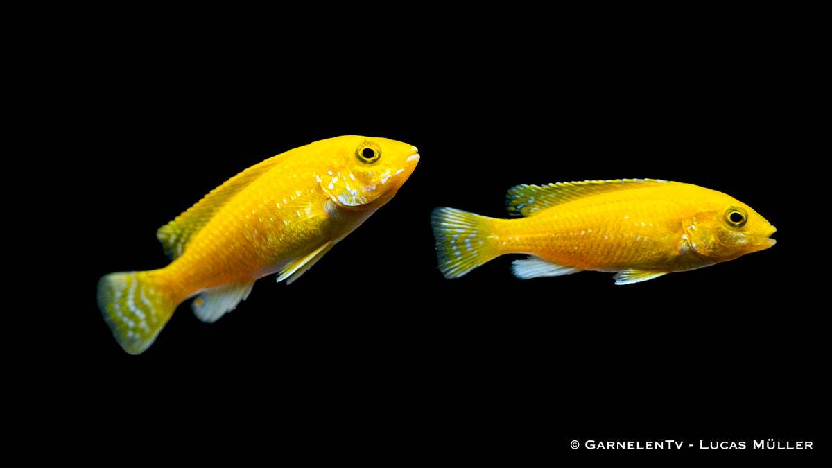 Buntbarsch Labidochromis Yellow