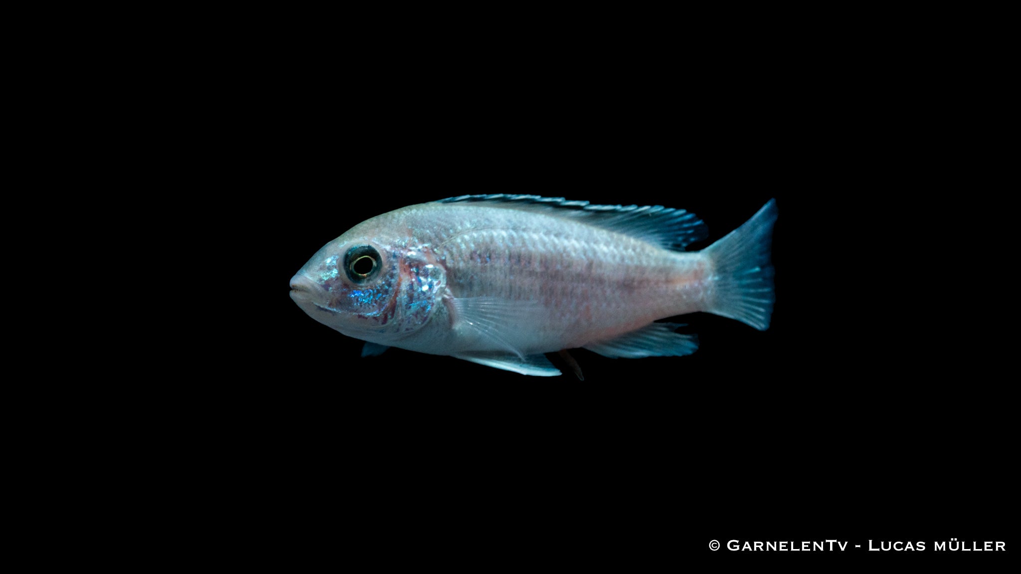 Gelber Maulbrüter white - Labidochromis caeruleus white (DNZ)