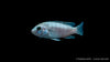 Gelber Maulbrüter white - Labidochromis caeruleus white (DNZ)